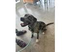 Adopt Simon a Catahoula Leopard Dog, Mixed Breed