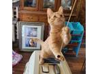 Adopt Garfield a American Shorthair