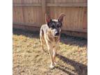 Adopt Calvin a German Shepherd Dog