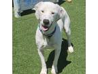 Adopt Motley a Pit Bull Terrier, Labrador Retriever