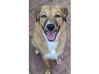 Adopt Kevin a Pit Bull Terrier, Labrador Retriever