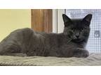 Adopt Steel a Domestic Short Hair