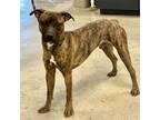 Adopt Munchy a Boxer, Mountain Cur