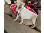 Adopt Arlo a Jack Russell Terrier