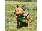 Adopt Rocky Balboa a American Staffordshire Terrier