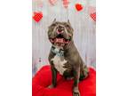 Adopt Brodie a Pit Bull Terrier