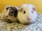 Adopt Everette and Marlin a Guinea Pig