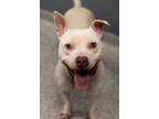 Adopt Bowie a Pit Bull Terrier