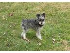 Adopt Pepper a Miniature Schnauzer