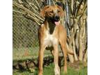 Adopt Duncan a Mixed Breed, Black Mouth Cur