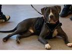 Adopt Rocky a American Staffordshire Terrier, Mixed Breed