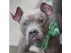Adopt Bailey a American Staffordshire Terrier, Mixed Breed