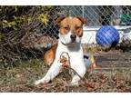 Adopt Jumpy a Mixed Breed