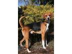 Adopt Tucker a Hound