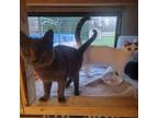 Adopt Vincent & Viola a Domestic Short Hair