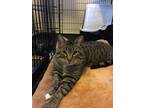 Adopt Sam- Adoption fee sponsored, longest resident a Domestic Short Hair