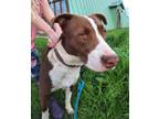 Adopt SOLO a Border Collie, Pit Bull Terrier