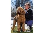 Adopt Rusty a Standard Poodle