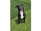 Adopt HERON a Labrador Retriever, Plott Hound