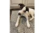 Adopt Garver a Pointer, Mixed Breed