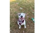 Adopt Pepe a American Staffordshire Terrier
