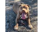 Adopt Clyde a American Bully, Pit Bull Terrier