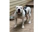 Adopt Andy a Pit Bull Terrier