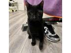 Adopt Bodhi (Bonded with Boomer) a Domestic Short Hair