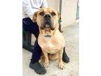 Adopt Shrek a Mixed Breed