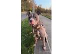 Adopt Diesel a American Staffordshire Terrier