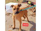 Adopt Buddii a Black Mouth Cur, Mixed Breed
