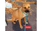 Adopt Chestnut a Black Mouth Cur, Mixed Breed