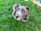 Adopt Rex a Cane Corso, American Bully