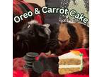 Adopt Carrot Cake & Oreo a Guinea Pig