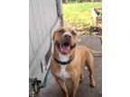 Adopt Jackson a American Staffordshire Terrier