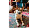 Adopt Rusty a Australian Cattle Dog / Blue Heeler, Husky