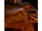 Adopt Scooby a Doberman Pinscher, German Shepherd Dog