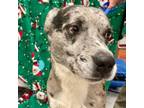 Adopt Patches a Catahoula Leopard Dog