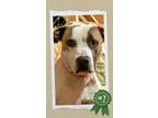Adopt Hughie - Urgent a American Staffordshire Terrier, Mixed Breed