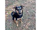 Adopt Benn a German Shepherd Dog, Mixed Breed