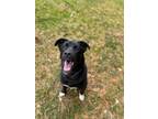 Adopt Eldred a Black Labrador Retriever, Mixed Breed