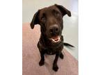 Adopt Bondai a Black Labrador Retriever, Mixed Breed