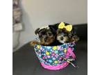 Yorkshire Terrier Puppy for sale in Newark, NJ, USA