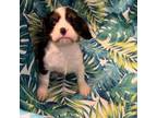 Cavapoo Puppy for sale in King William, VA, USA