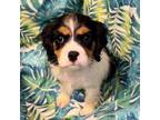Cavapoo Puppy for sale in King William, VA, USA