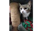 Adopt Mama Sita a Domestic Shorthair / Mixed (short coat) cat in Saint Albans