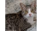 Adopt Jackalope a Domestic Shorthair / Mixed cat in Port Washington