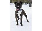 Adopt Coy a Brindle American Pit Bull Terrier / Mixed dog in Park Rapids