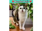 Adopt Martina a Brown or Chocolate Domestic Shorthair / Domestic Shorthair /