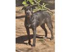 Adopt Sabrina a Gray/Silver/Salt & Pepper - with Black Airedale Terrier dog in